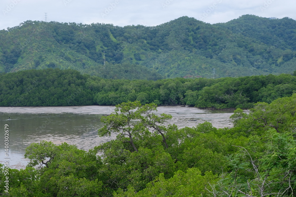 Fototapeta premium Scenic landscape view of mangrove and dense forest tree environment of Timor-Leste, Southeast Asia