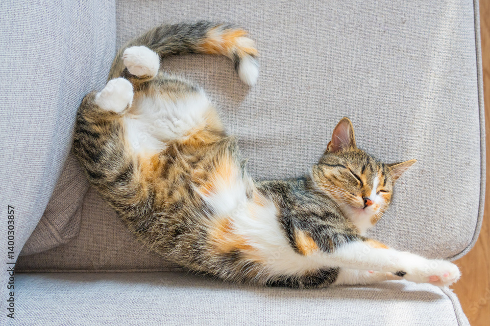 Cat relaxes comfortably on a soft gray couch in a cozy living room during daylight hours