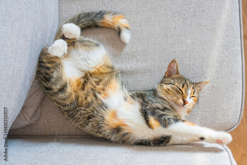 Obraz na płótnie Cat relaxes comfortably on a soft gray couch in a cozy living room during daylight hours w salonie