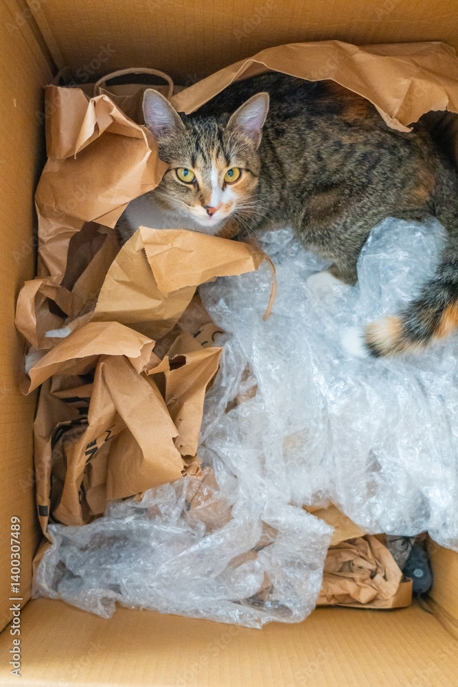 Cat lounging in a cardboard box filled with crumpled paper and bubble wrap in a cozy indoor setting