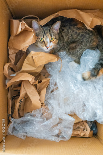 Obraz na płótnie Cat lounging in a cardboard box filled with crumpled paper and bubble wrap in a cozy indoor setting w salonie