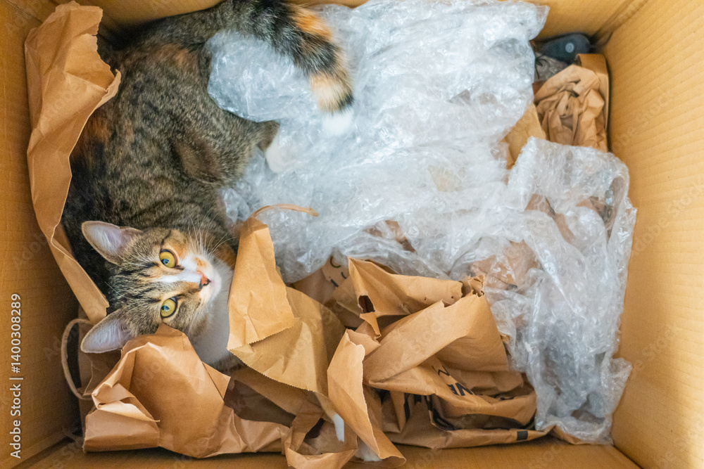 Curious cat explores a cardboard box filled with crumpled paper and bubble wrap in a cozy indoor setting