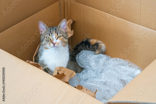 Obraz na płótnie Curious cat explores a cardboard box filled with packing materials at home in the afternoon w salonie