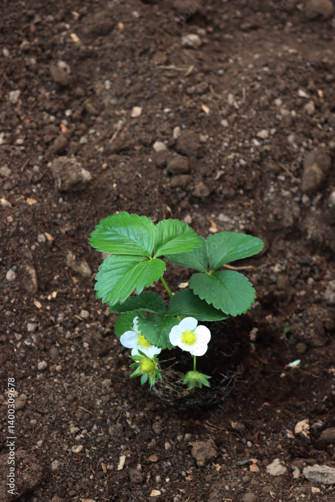 Strawberry plants with flowers and unripe green fruits in the vegetable garden on late springtime Strawberry plants with flowers and unripe green fruits in the vegetable garden on late springtime
