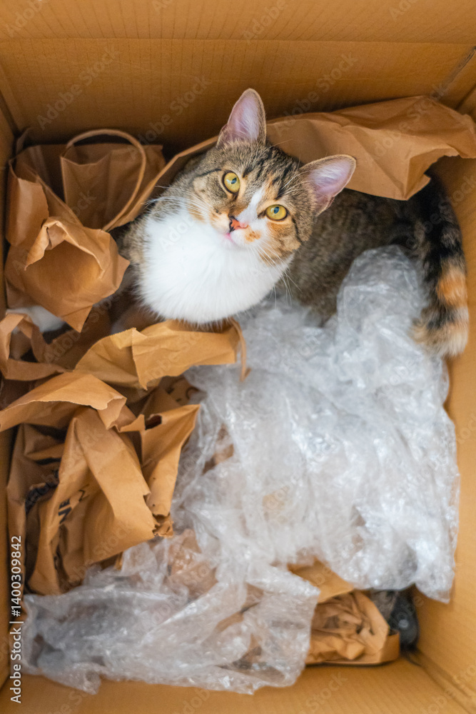 Cat comfortably nestled among packaging materials in a cardboard box indoors during daylight hours