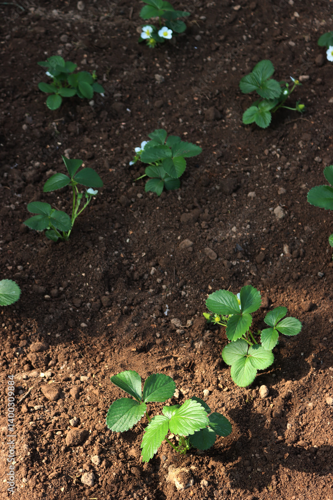 Strawberry plants with flowers and unripe green fruits in the vegetable garden on late springtime Strawberry plants with flowers and unripe green fruits in the vegetable garden on late springtime