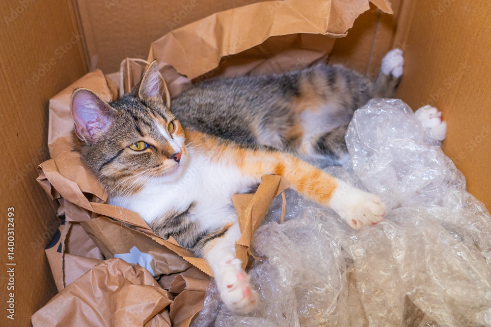 Curious cat enjoying a cozy nap in a cardboard box filled with packing materials