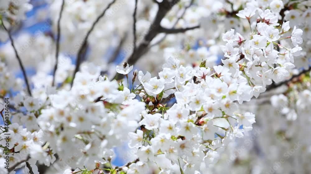 Bees gathering nectar from cherry blossoms Bees gathering nectar from cherry blossoms