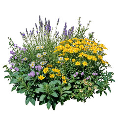 Isolated flowering bush with yellow, purple, and green plants on transparent background, ideal for landscape design projects showcasing colorful garden elements