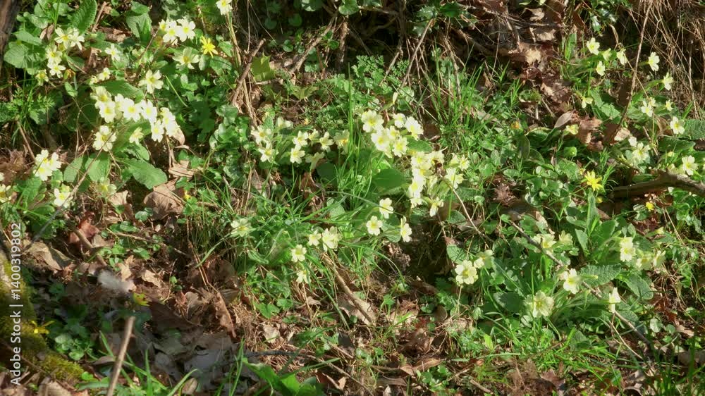 Primula vulgaris, common Primroses growing wild on the roadside. A bumble bee visiting the flowers.