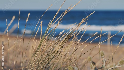 Photography Beach grass swaying in the Crimean peninsula breeze with blue sea in background