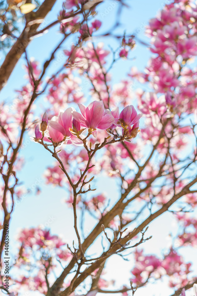 Magnolia tree in full bloom. Springtime. Magnolia tree in full bloom. Springtime.