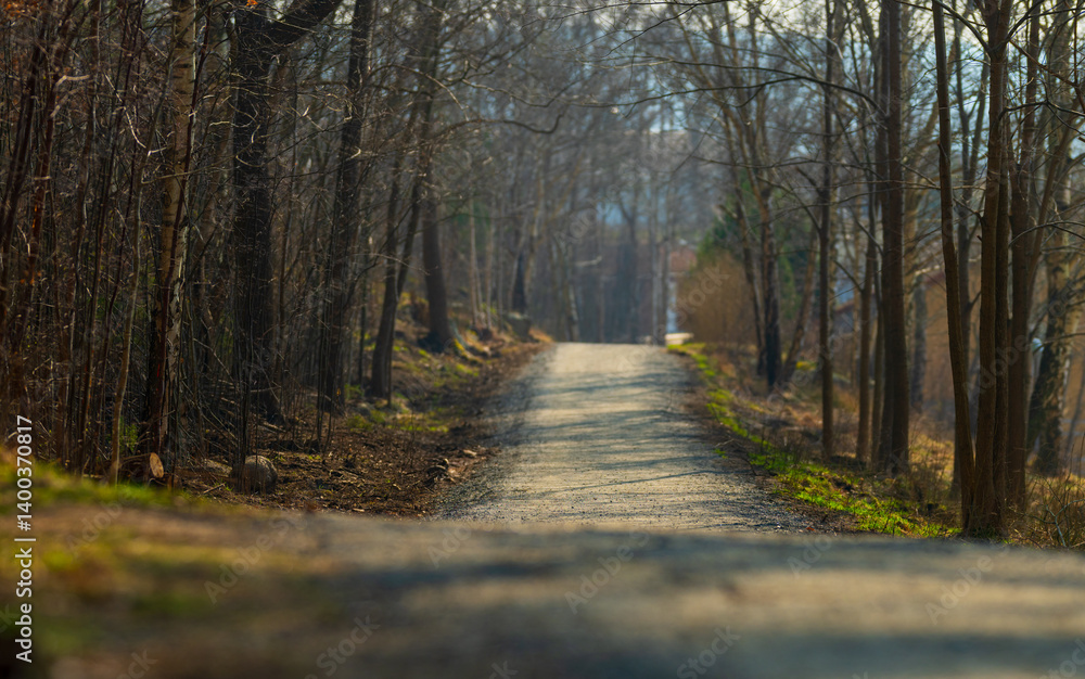 Fototapeta premium Long Forest Walkway Surrounded By Bare Trees.