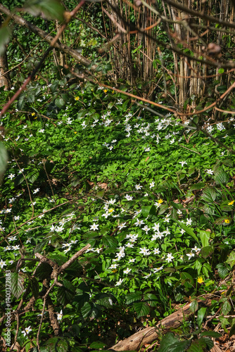 Wallpaper Mural Wild wood anemones in woodland near a river in England Torontodigital.ca