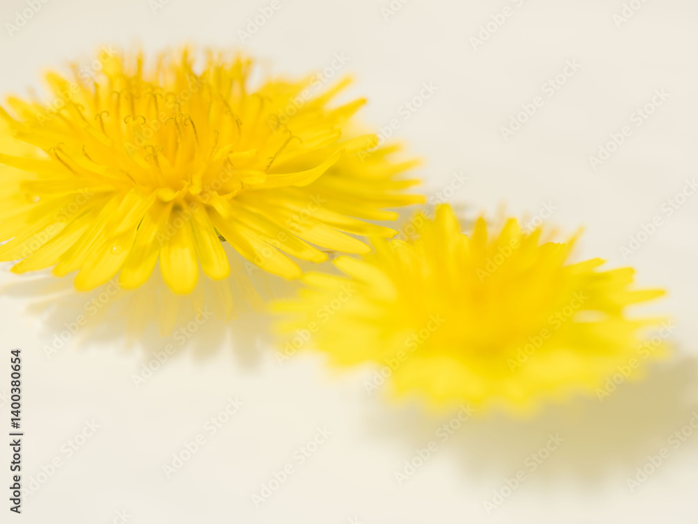 Naklejka premium 水に浮かべたタンポポのアップ47