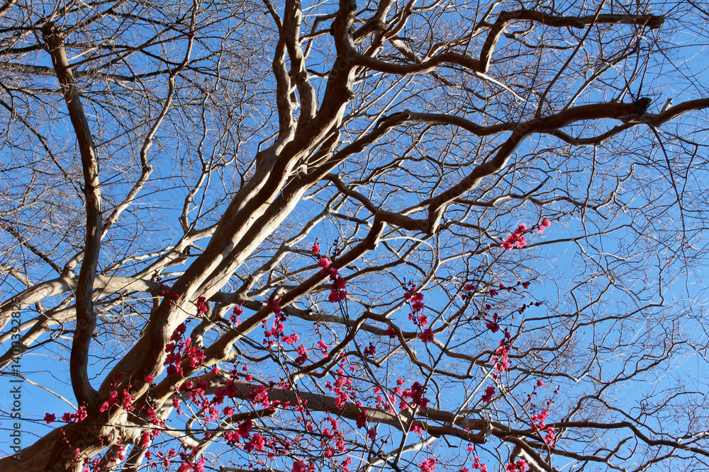 Tree branches of Japanese plum tree with red blossoms and buds, and leafless tree branches against the blue sky. Bare tree and Japanese apricot tree in early spring background. Tree branches of Japanese plum tree with red blossoms and buds, and leafless tree branches against the blue sky. Bare tree and Japanese apricot tree in early spring background.