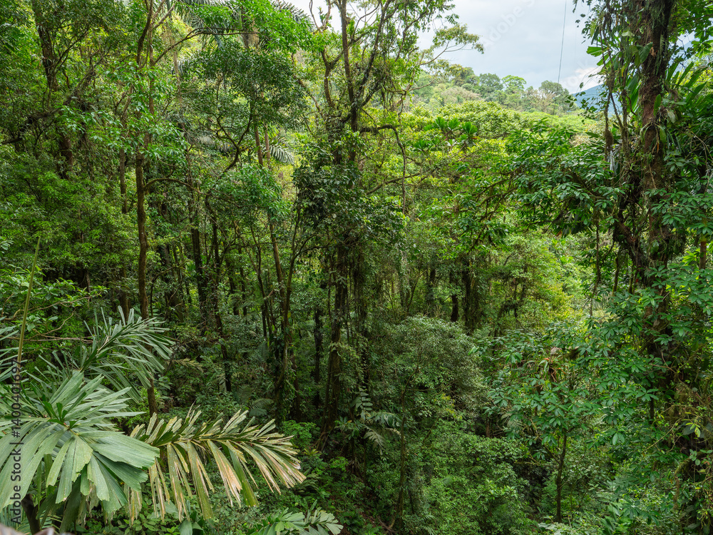 Fototapeta premium Grüner Dschungel aus der Vogelperspektive