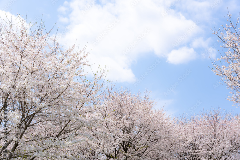 桜　ソメイヨシノ　青空のイメージ