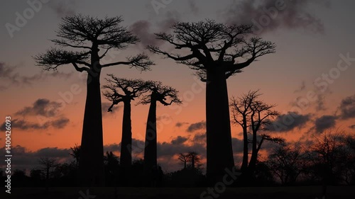 Baobab silhouettes rising dramatically against vibrant orange-red sunset sky, casting mesmerizing shadows across iconic madagascan landscape in famous avenue of the baobabs