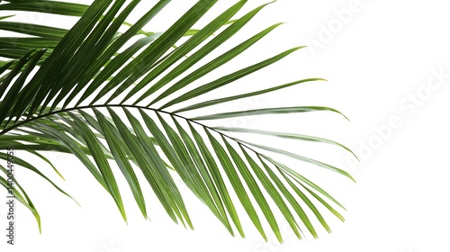 Close-up of vibrant palm fronds against a white backdrop.  Healthy, lush leaves radiate a tropical feel