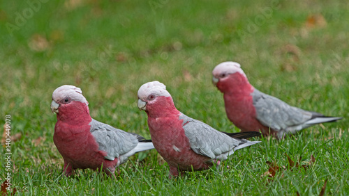 Three red galah on the grass