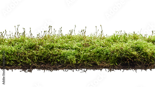 Lush Green Moss Texture.