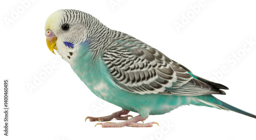 Bild auf Leinwand Isolated Budgie Bird Colorful