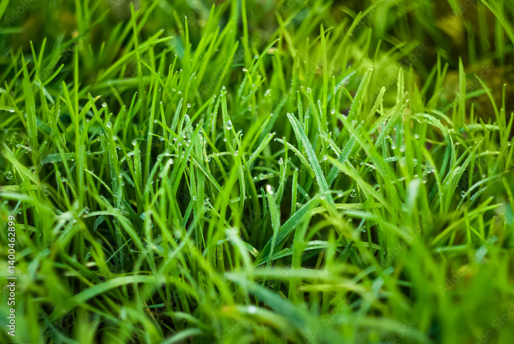 Obraz premium Dew-covered green grass glistens in the morning sunlight at a tranquil park setting