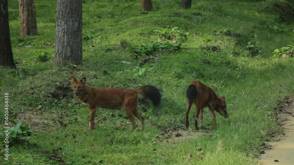 Morning Dhole Indian Wild Dog walking and grazing in Nagarahole Forest, India Morning Dhole Indian Wild Dog walking and grazing in Nagarahole Forest, India