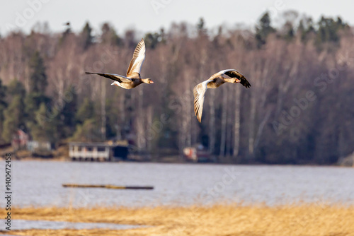 geese in flight