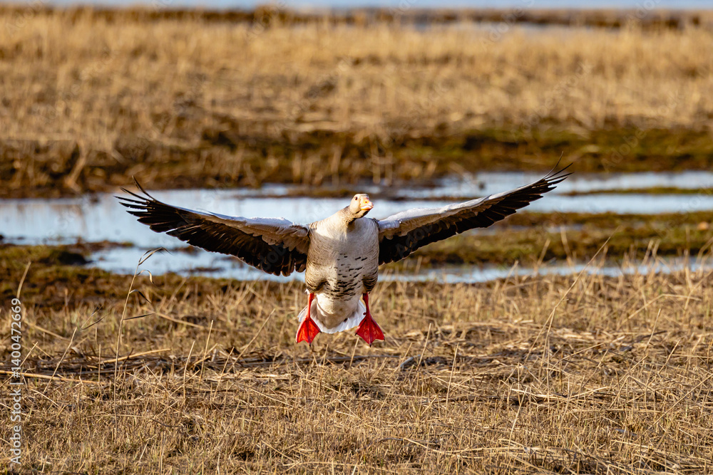 greylag geese