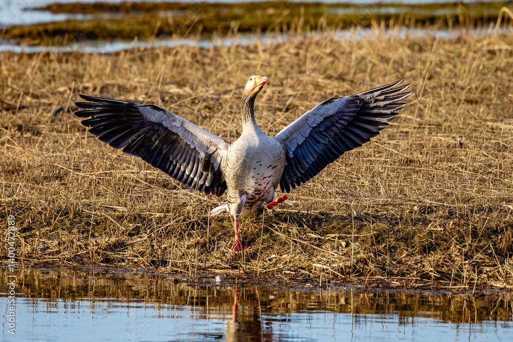 greylag geese