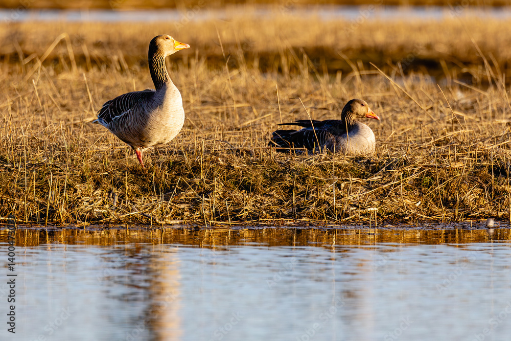 goose on the bank of lake
