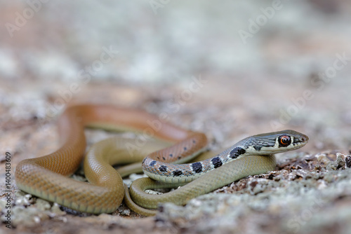 Tableau sur toile Close-up of a Dahl's whip snake (Platyceps najadum)