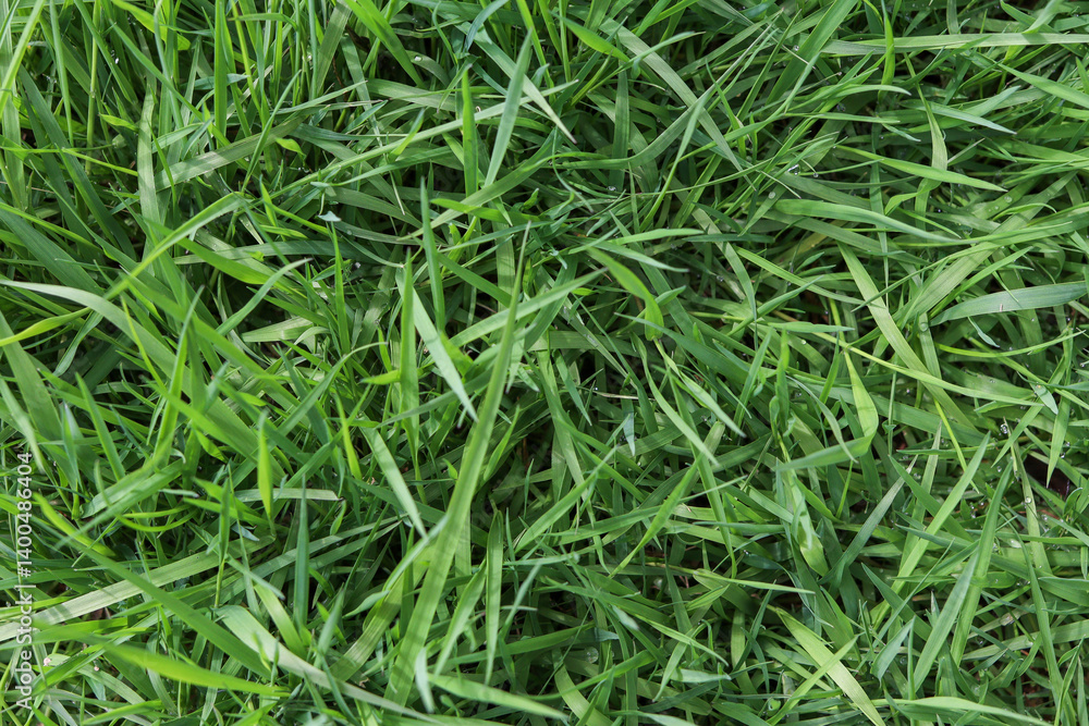 Top view of fresh green grass with natural texture. Dense grassy background with copy space, ideal for eco, lawn care, nature, or seasonal design projects. High quality photo Top view of fresh green grass with natural texture. Dense grassy background with copy space, ideal for eco, lawn care, nature, or seasonal design projects. High quality photo