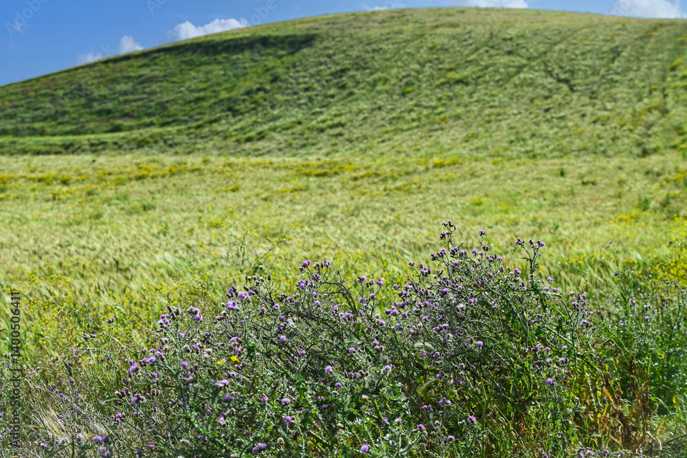 Obraz premium Champ de blé au printemps