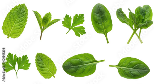 Tableau sur toile Isolated Assortment of Green Leaves