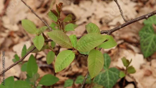 Young spring leaves barely green swaying in the wind