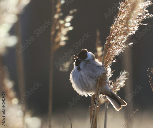 Photography The beautiful reed warbler sings its song in cold weather and its breath is visible in the morning sun