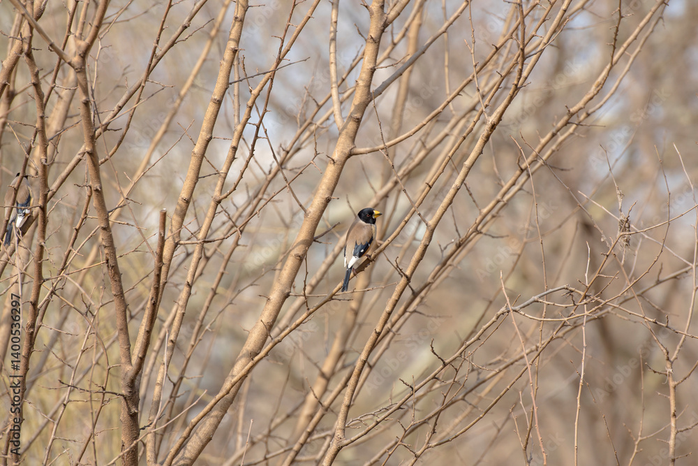 Naklejka premium 밀화부리의 애교