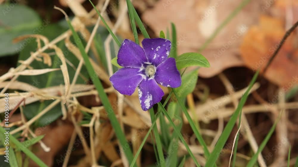 The most beautiful spring flowers in the forest The most beautiful spring flowers in the forest