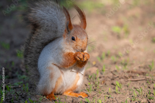 Obraz na płótnie Squirrel with red and grey fur in a city park in spring w salonie