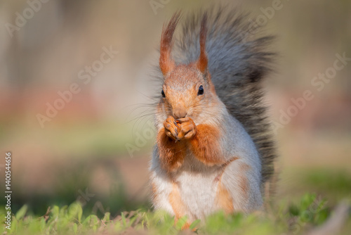 Obraz na płótnie Squirrel with red and grey fur in a city park in spring w salonie