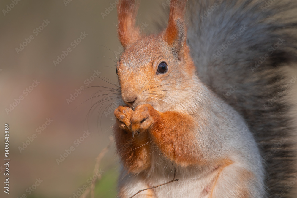 Squirrel with red and grey fur in a city park in spring