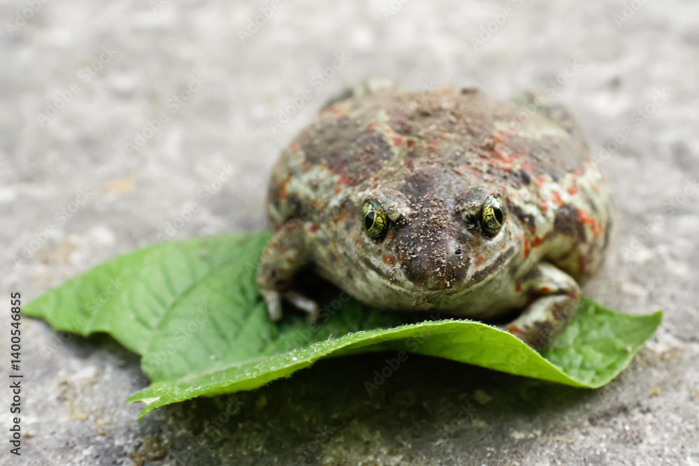 A close-up of a large American toad, showcasing its textured skin and distinct features. This amphibian is captured in vivid detail against a natural background