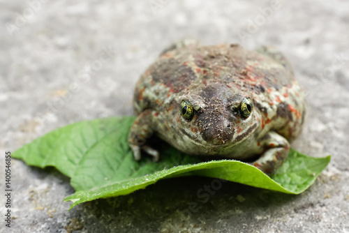 Obraz na płótnie A close-up of a large American toad, showcasing its textured skin and distinct features. This amphibian is captured in vivid detail against a natural background w salonie