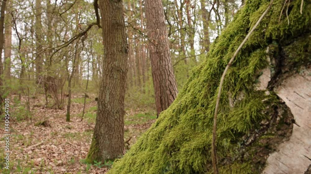 A beautiful view of the spring forest and a moss-covered tree A beautiful view of the spring forest and a moss-covered tree