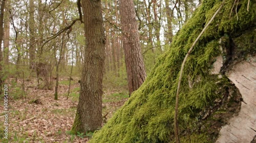 A beautiful view of the spring forest and a moss-covered tree