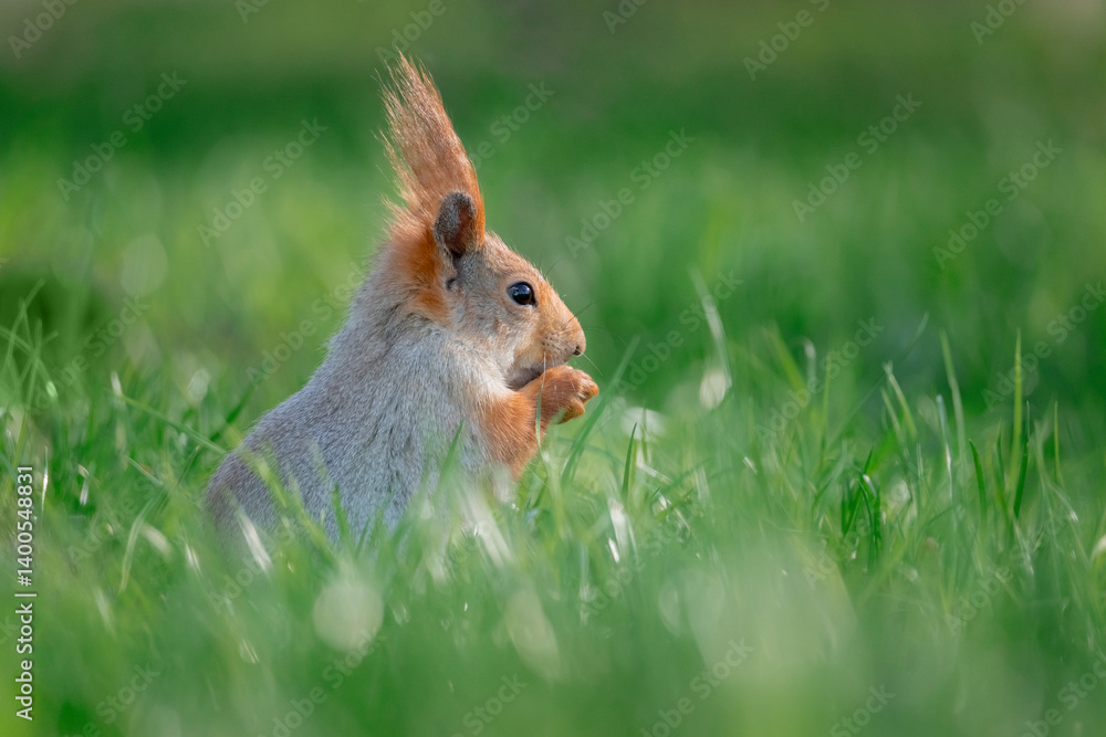 Squirrel with red and grey fur in a city park in spring