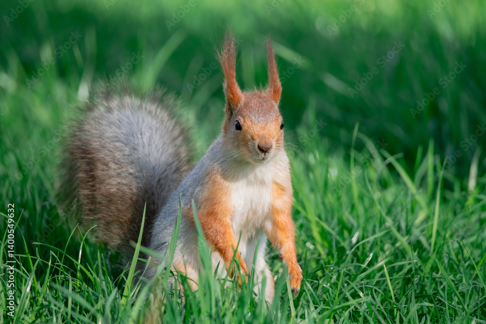 Squirrel with red and grey fur in a city park in spring